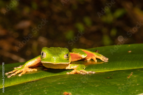 Sao Paulo Leaf Frog - Phyllomedusa distincta photo