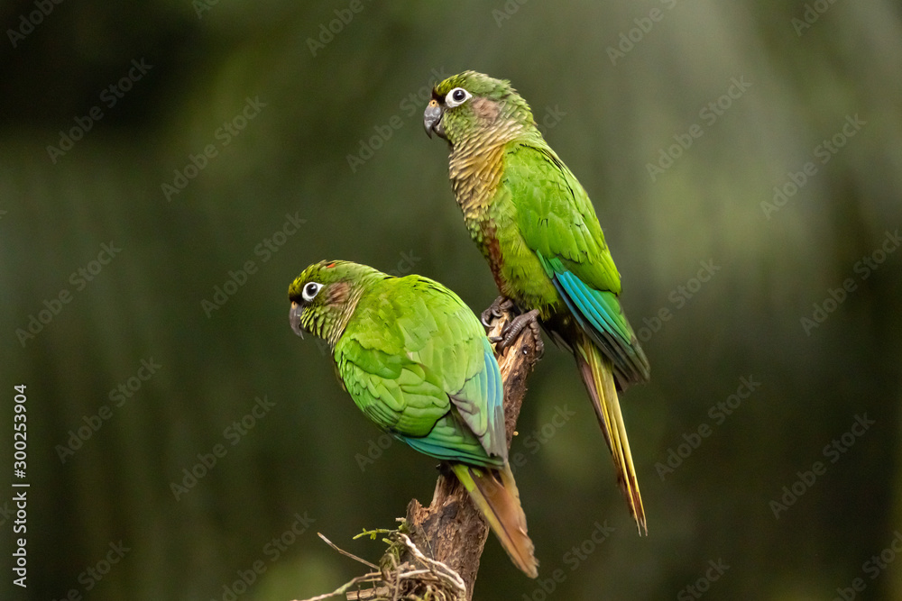 Maroon-bellied parakeet - Pyrrhura frontalis