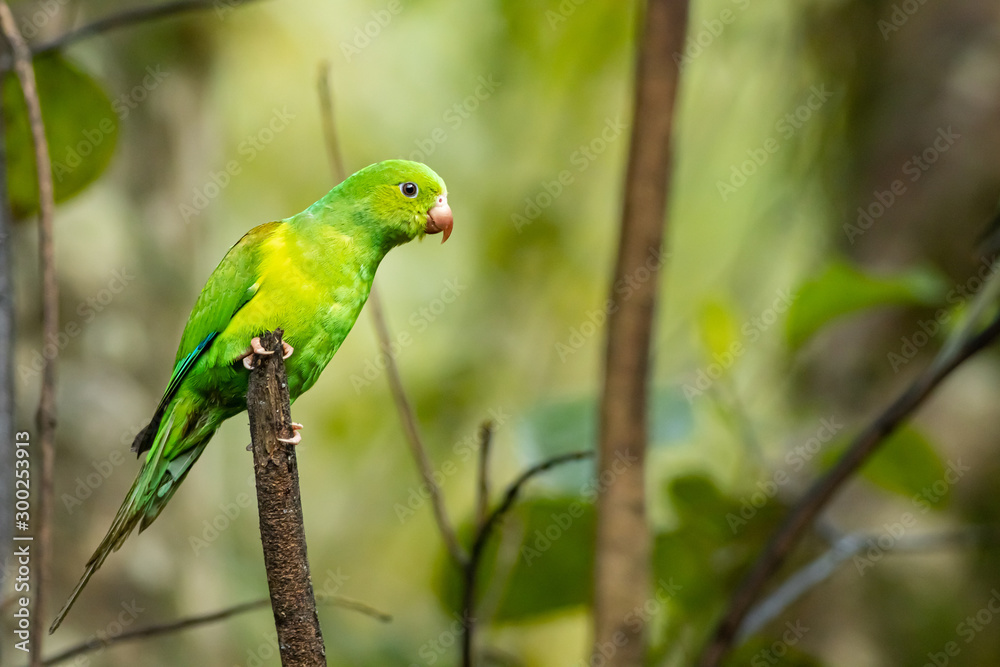 Plain parakeet - Brotogeris tirica