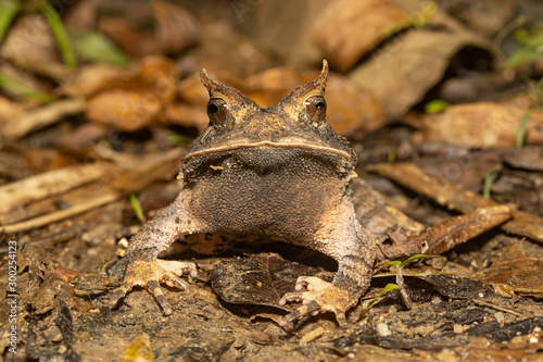 Fotografie Rio de Janeiro's Smooth Horned Frog - Proceratophrys boiei