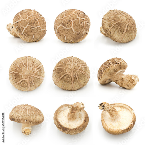 A group of fresh edible shiitake mushrooms closeup isolated on white background photo