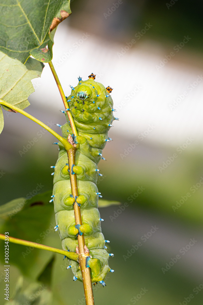 Cecropia moth caterpillar - Hyalophora cecropia Cecropia moth caterpillar - Hyalophora cecropia