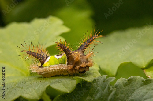 Venomous saddleback caterpillar - Acharia stimulea photo