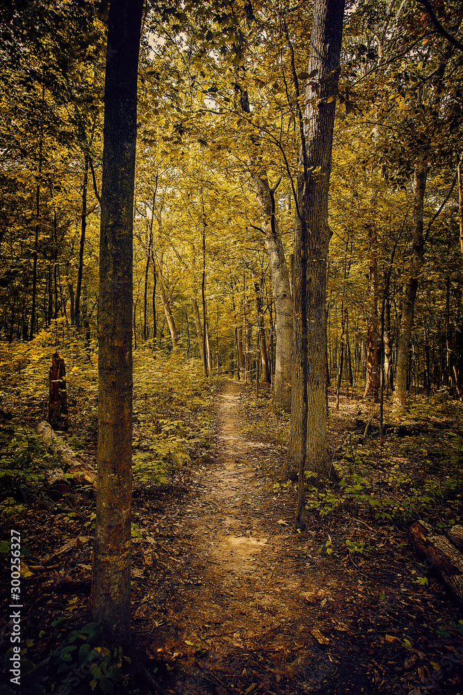 Obraz premium autumn in the forest