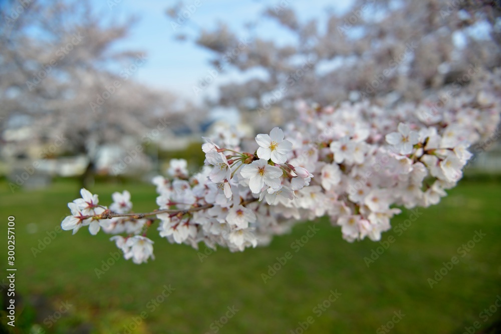 桜 桜