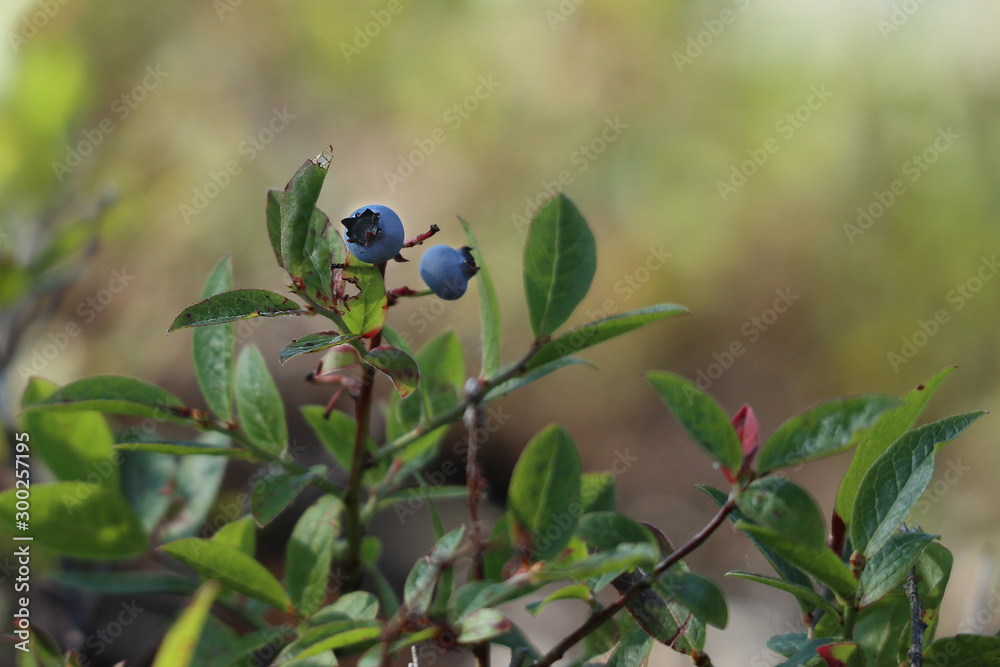 Wild Blueberry Wild Blueberry