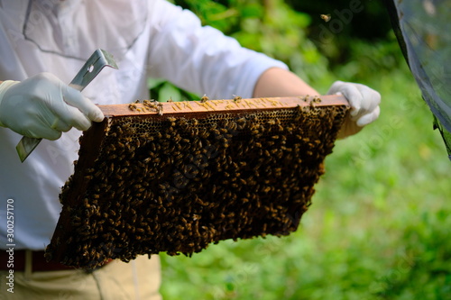 Honeycomb with bees and honey. Man holding huge honeycomb in his hand with a lot of bees on it. Beekeper at his work. Getting honey from the bee house. Nature, insects. Sweet. Apiculture. Beeswax. photo