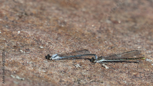 Dragonflies mating