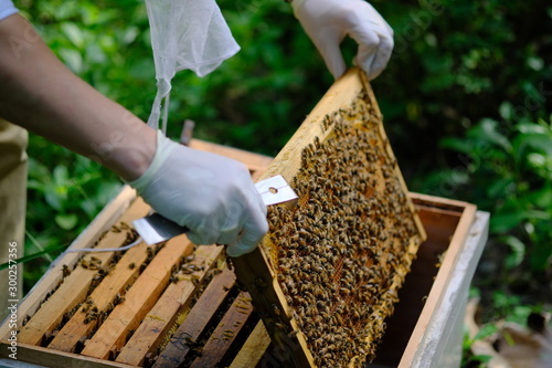Honeycomb with bees and honey. Man holding huge honeycomb in his hand with a lot of bees on it. Beekeper at his work. Getting honey from the bee house. Nature, insects. Sweet. Apiculture. Beeswax. © Hand Robot