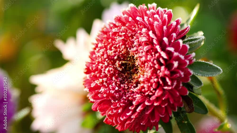 Red Aster flower with frost