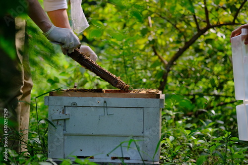 Honeycomb with bees and honey. Man holding huge honeycomb in his hand with a lot of bees on it. Beekeper at his work. Getting honey from the bee house. Nature, insects. Sweet. Apiculture. Beeswax. photo