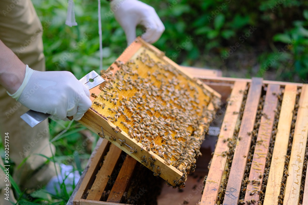 Honeycomb with bees and honey. Man holding huge honeycomb in his hand with a lot of bees on it. Beekeper at his work. Getting honey from the bee house. Nature, insects. Sweet. Apiculture. Beeswax. Honeycomb with bees and honey. Man holding huge honeycomb in his hand with a lot of bees on it. Beekeper at his work. Getting honey from the bee house. Nature, insects. Sweet. Apiculture. Beeswax.