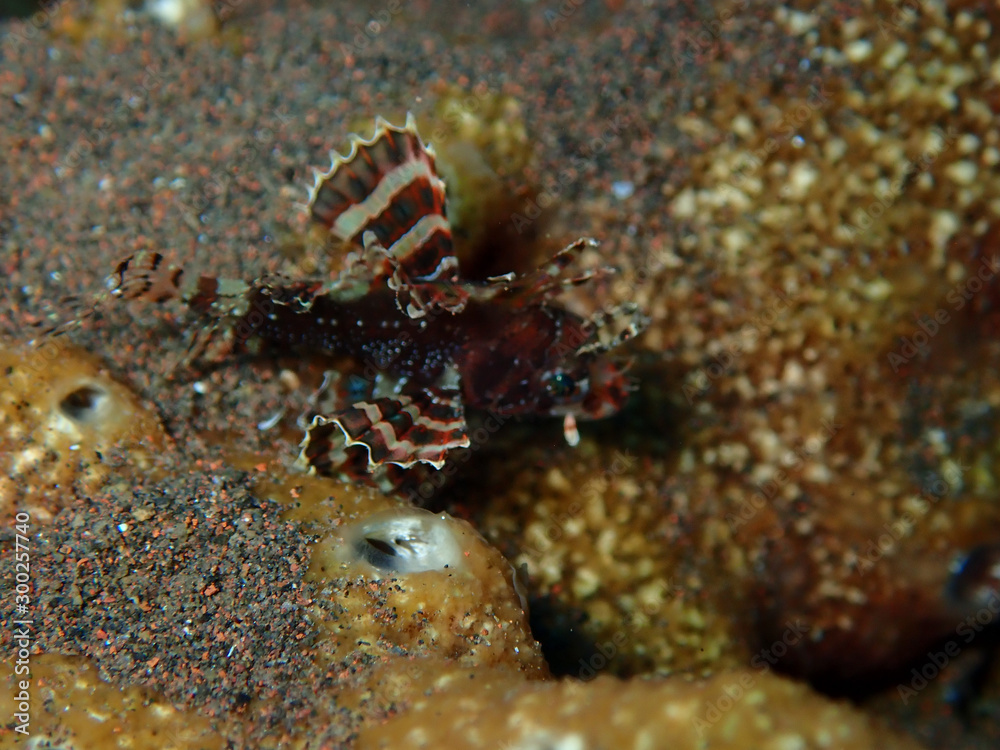 Lionfishes on the ocean floor deeper than 15 meters. Lionfishes on the ocean floor deeper than 15 meters.