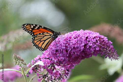 Monarch Butterfly © Nikola Bilic