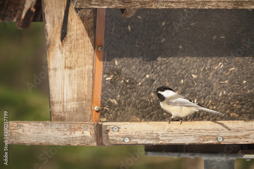 Small bird chickadee on manger in a park surrounded by trees.