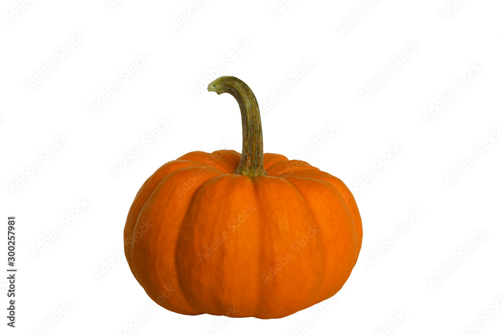Obraz premium Pumpkin
