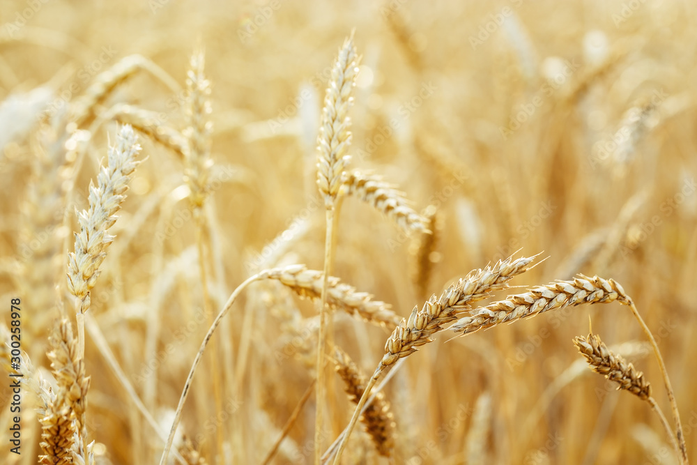 Gold ears of wheat in warm sunlight. Wheat field in sunset light. Autumn harvest of grain crops. Rural scenery. Selective focus. Gold ears of wheat in warm sunlight. Wheat field in sunset light. Autumn harvest of grain crops. Rural scenery. Selective focus.