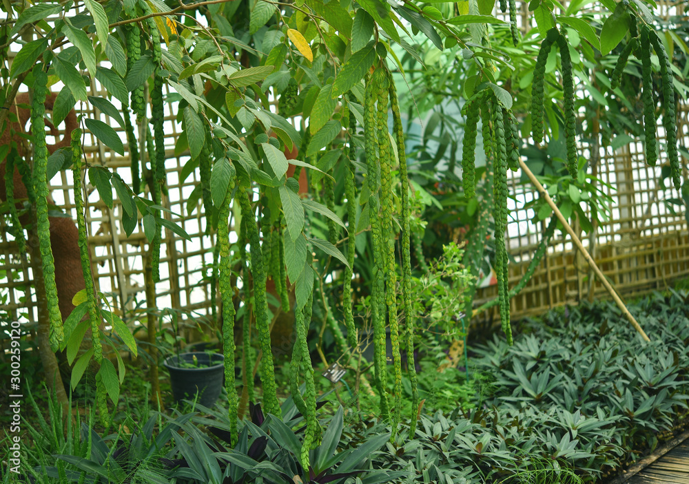 Obraz premium Phyllodium pulchellum (L.)The leaves are tasteless, boiled with drinking water as a fever. Solve urine Feverish