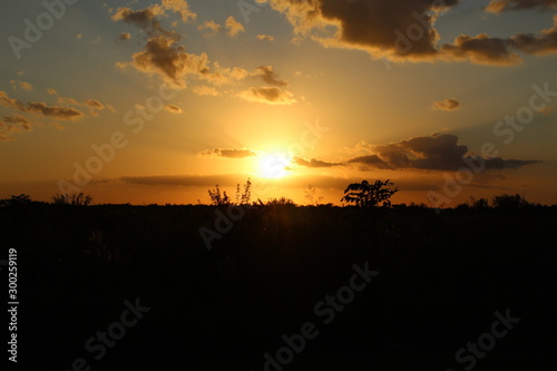 atardecer, arboles