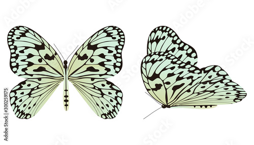 The rice paper butterfly or large tree nymph vector illustration