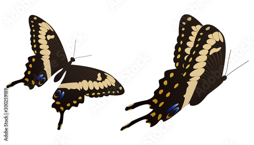 The black swallowtail butterfly vector illustration