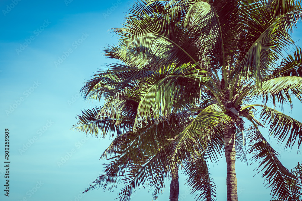 Fototapeta premium Low angle beautiful coconut palm tree with blue sky background