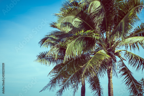 Low angle beautiful coconut palm tree with blue sky background