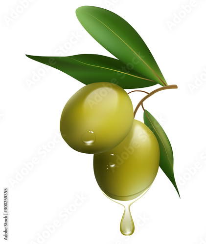 Green olive branch isolated on white background. realistic vector illustration