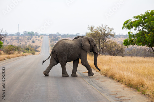 Wild African Elephant Crossing Road in National Park