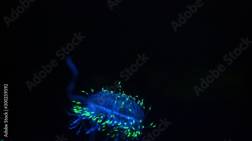  Jellyfish Flower Hat Jelly Olindias Formosus In Dark Ocean photo