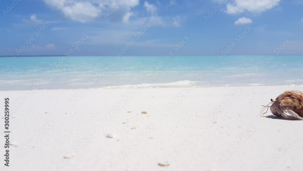 Little crab holding a seashell on its back passing over white sand toward ocean waves in Australian beach Little crab holding a seashell on its back passing over white sand toward ocean waves in Australian beach