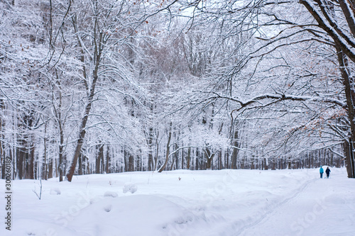 Footpath in deciduous winter wood © Максим Кащеев