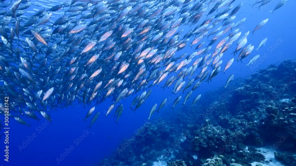 Bait ball / school of fish in coral reef of Caribbean Sea Bait ball / school of fish in coral reef of Caribbean Sea