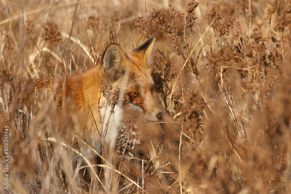 The fox hunts in the field among dense thickets of dry grass. The fox hunts in the field among dense thickets of dry grass.