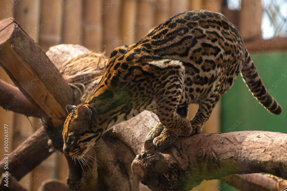 Obraz premium Tigrillo from the jungle of Peru. Medium felines
