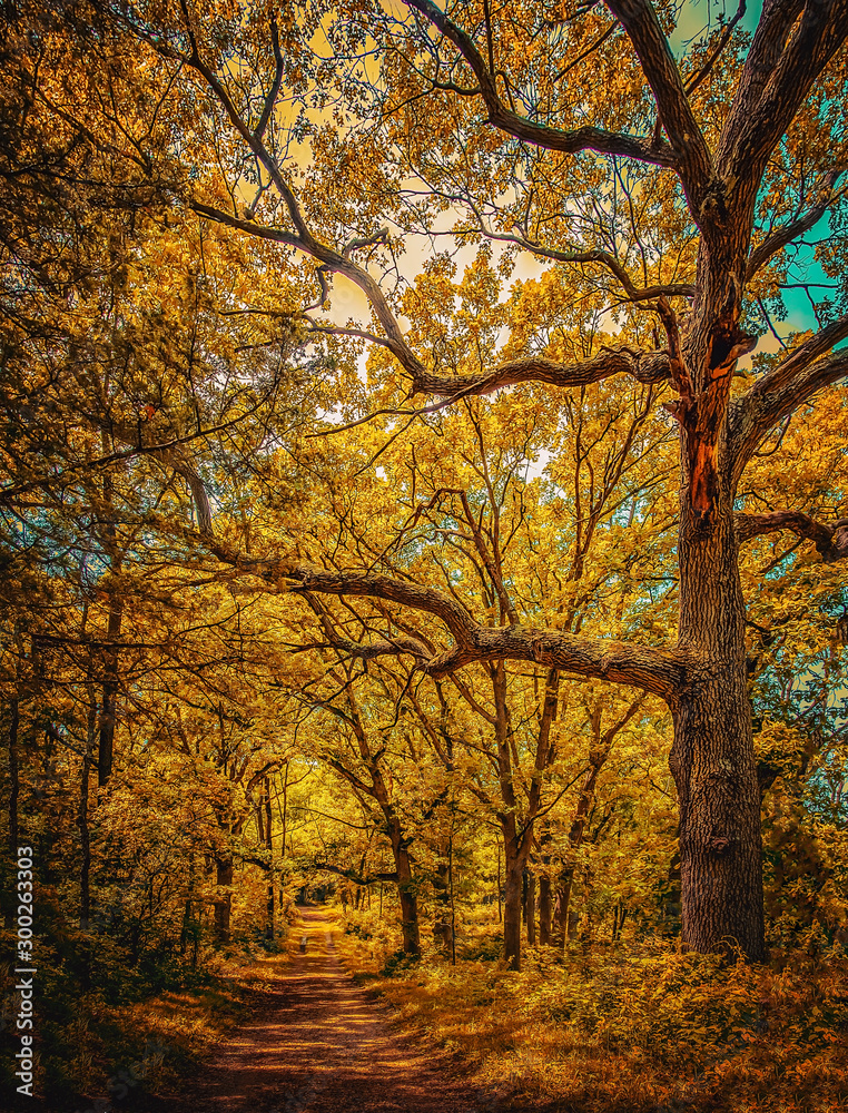 autumn in the park