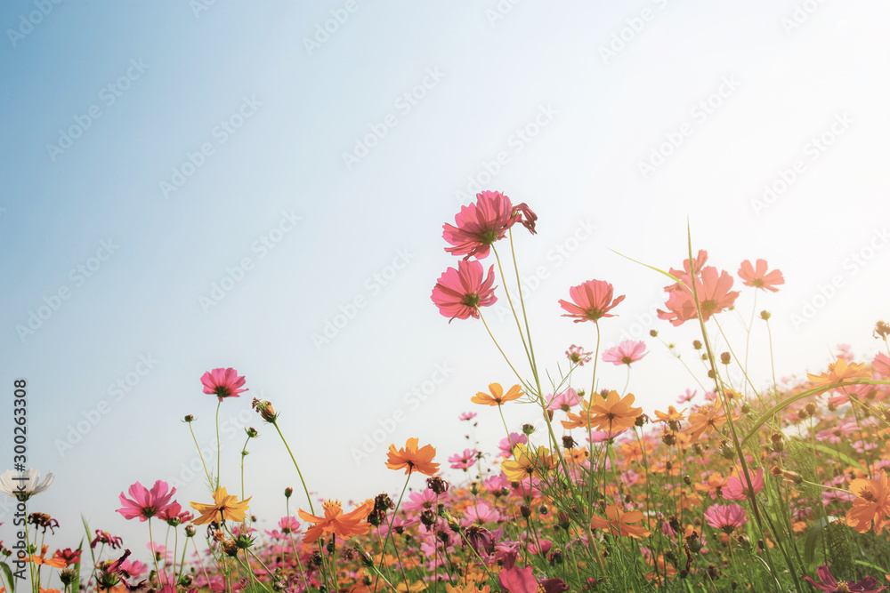 Colorful of cosmos at sunlight.