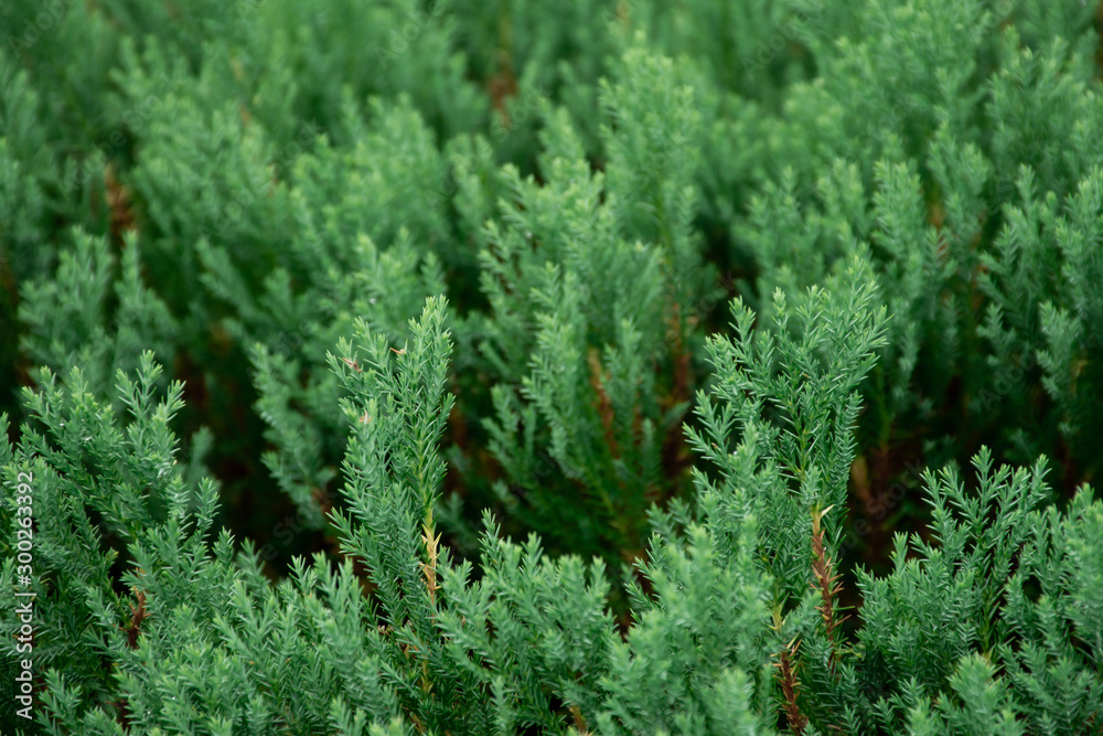 Close up green pine leaf nature view and blurred greenery background in garden. Nature view of green plants and Environmental freshness wallpaper concept. Close up green pine leaf nature view and blurred greenery background in garden. Nature view of green plants and Environmental freshness wallpaper concept.