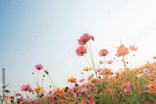 Colorful of cosmos at sunlight. © RK1919