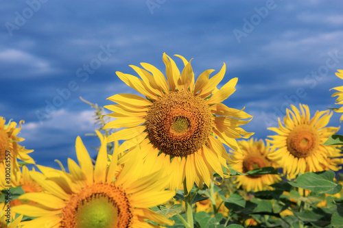 Sunflower with the blue sky.