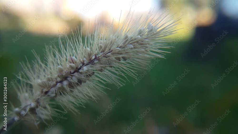 dry autumn single plants slowly and quietly moving in the wind, close-up and selective focus, the back of the green background without focus. dry autumn single plants slowly and quietly moving in the wind, close-up and selective focus, the back of the green background without focus.