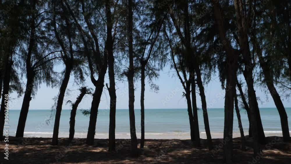 The wind blows the pine trees blown to the beautiful sea beach, relax concept. The wind blows the pine trees blown to the beautiful sea beach, relax concept.
