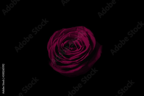 Pink rose in the dark. 暗闇の中のピンクのバラ