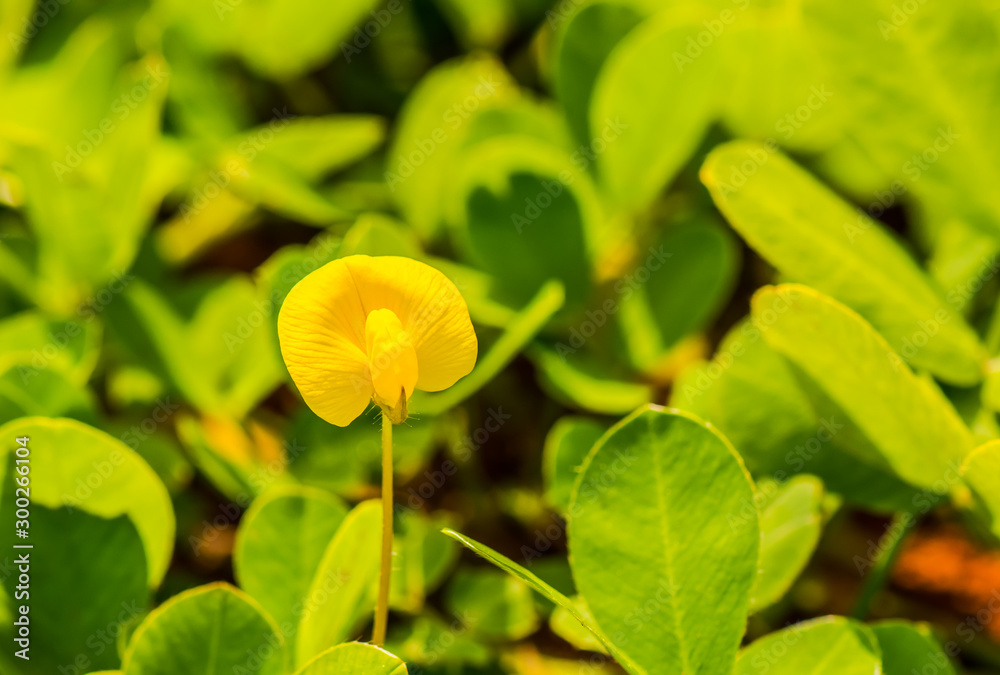 Yellow flower fields on the way.9 Yellow flower fields on the way.9