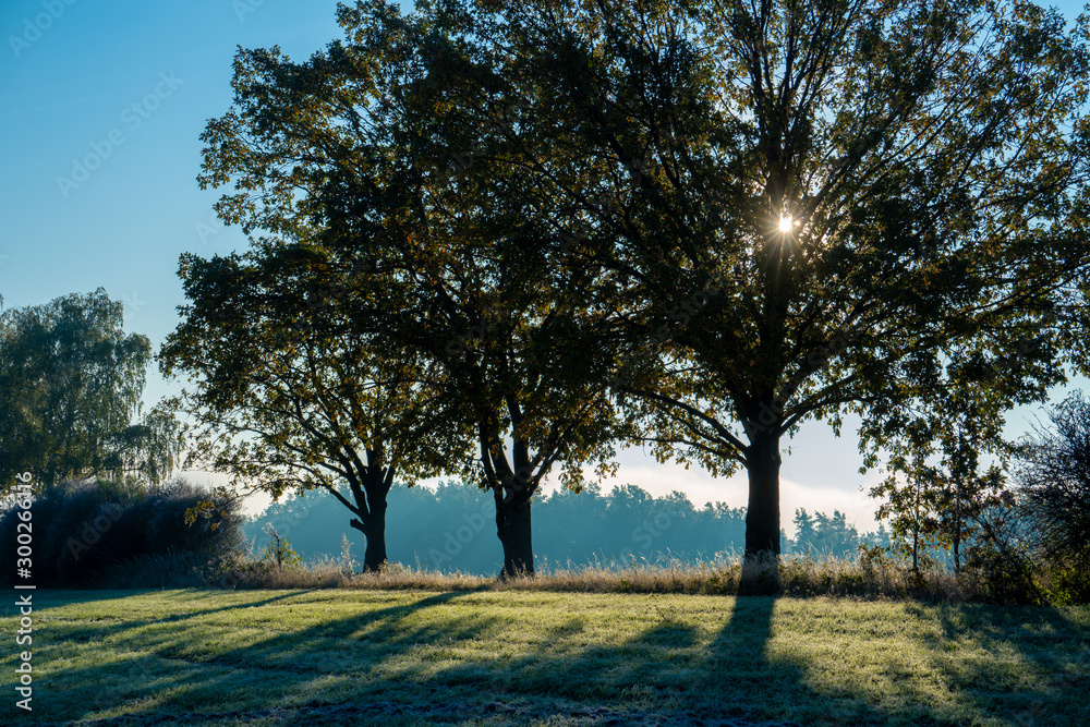 Fototapeta premium Tree in a meadow on a foggy morning