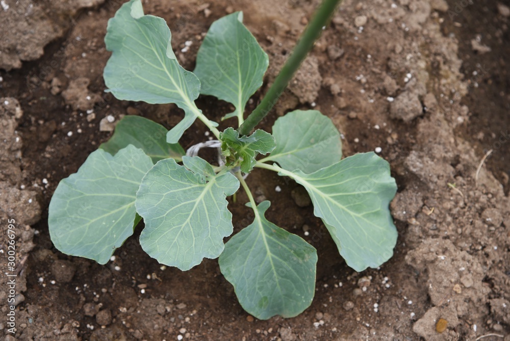 Broccoli cultivation / Broccoli is a healthy green and yellow vegetable containing a lot of vitamins,and the flower buds and stems are edible.