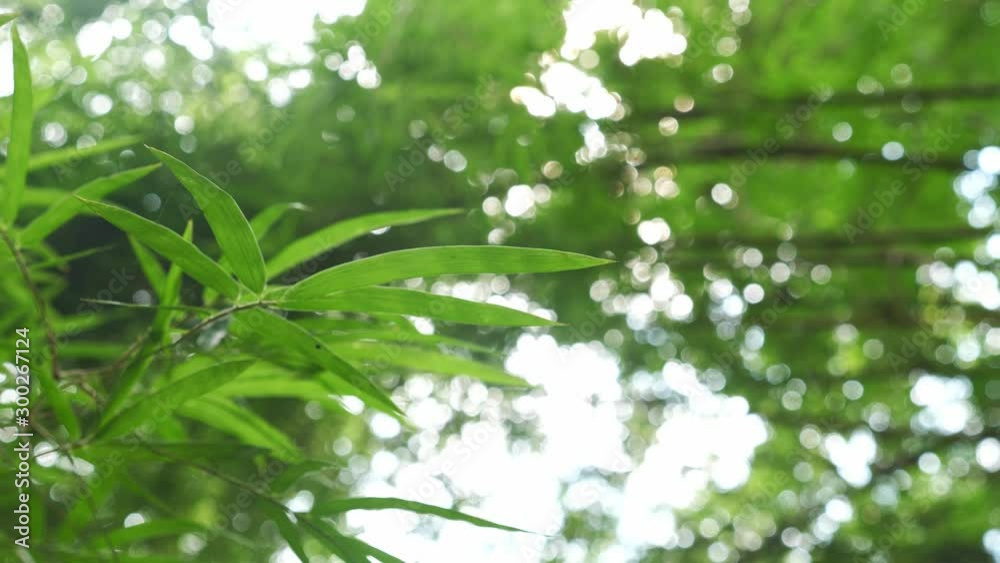 bamboo leaves background with copy space. nature concept. bamboo leaves background with copy space. nature concept.