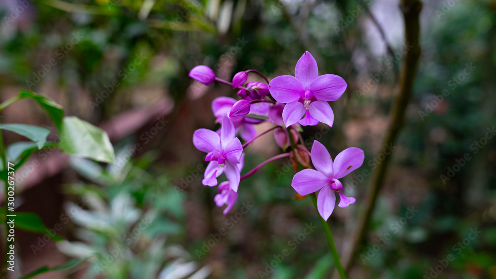 Fototapeta premium purple flowers in the garden