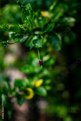 Small flower in a garden