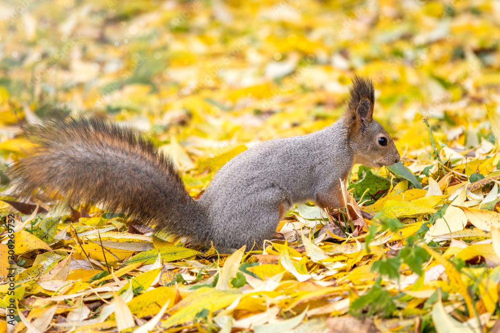Autumn squirrel sits among the fallen yellow leaves. Autumn squirrel sits among the fallen yellow leaves.